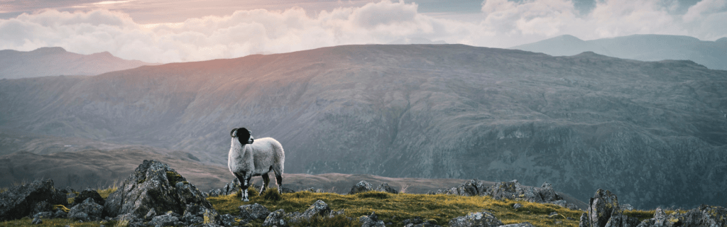 The One and the&nbsp;1